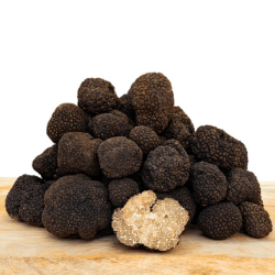 Frischer Herbsttrüffel Tuber Uncinatum